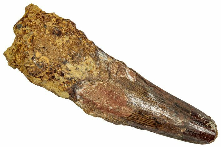 Fossil Spinosaurus Tooth - Real Dinosaur Tooth #332691
